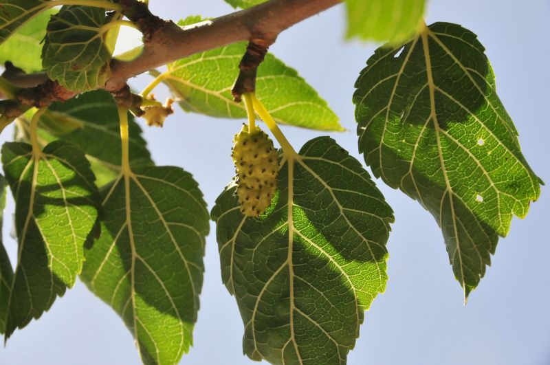 Morus alba / Gelso bianco